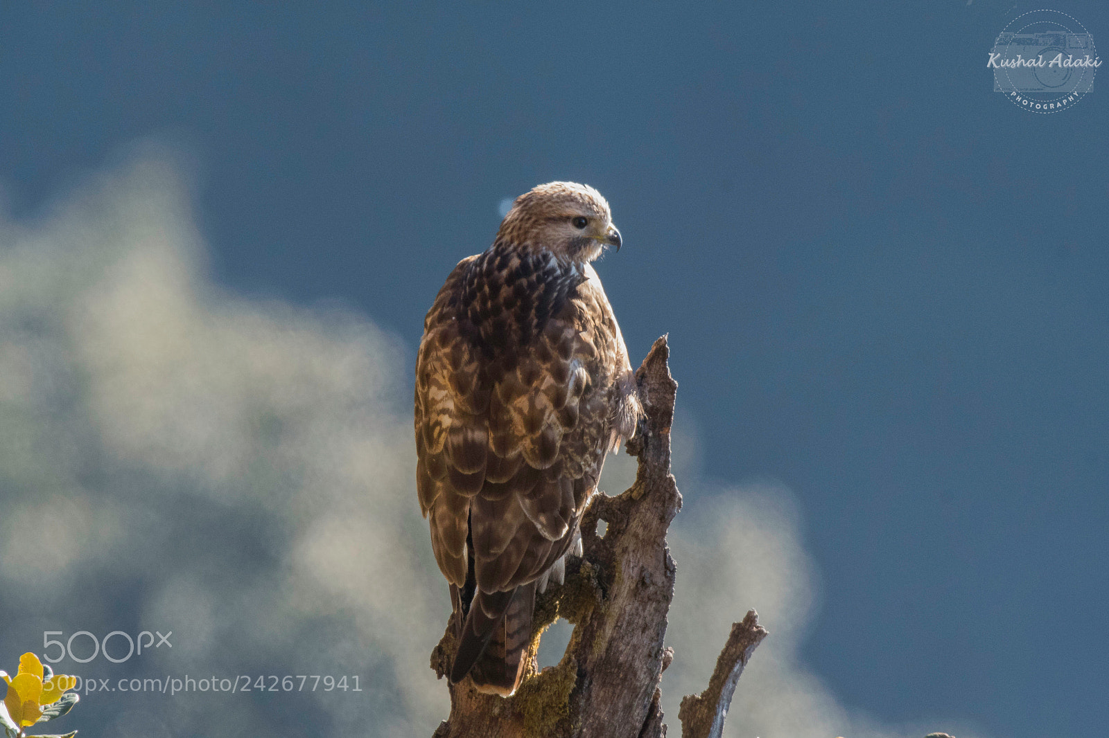 Nikon D500 sample photo. Himalayan buzzard photography