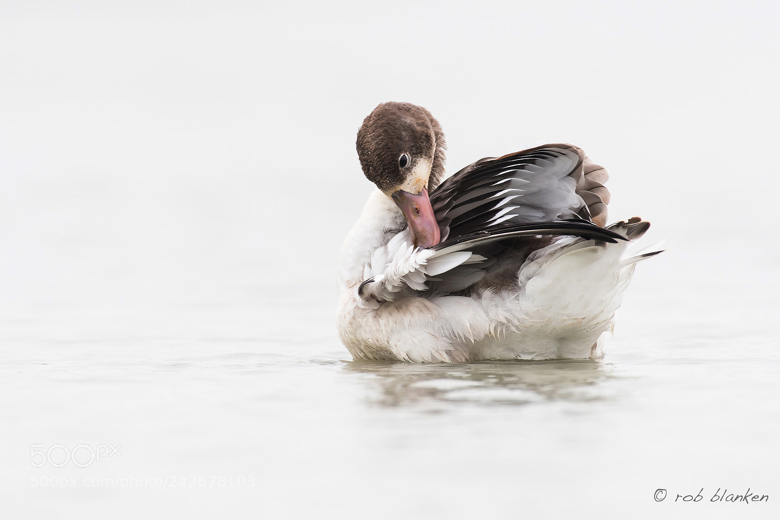 Nikon D500 sample photo. Common shelduck, juvenile photography