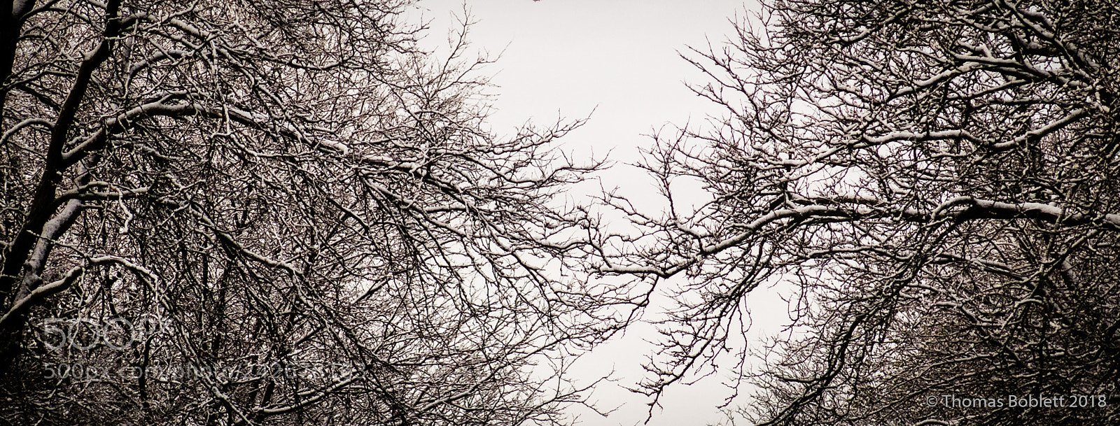 Canon PowerShot G16 sample photo. Winter trees photography