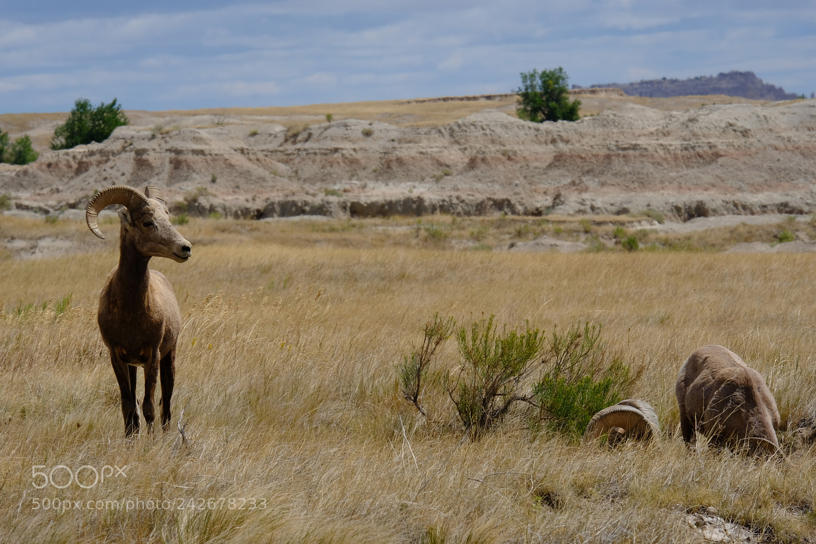 Fujifilm X-T2 sample photo. Badlands, sd photography