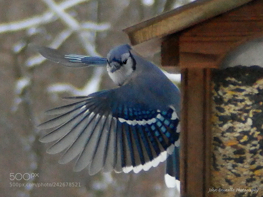 Samsung NX500 sample photo. Blue jay jan 15 photography