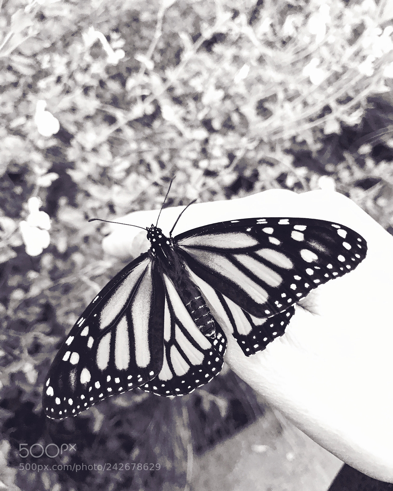 Apple iPhone 7 Plus sample photo. Monarch butterfly iii photography