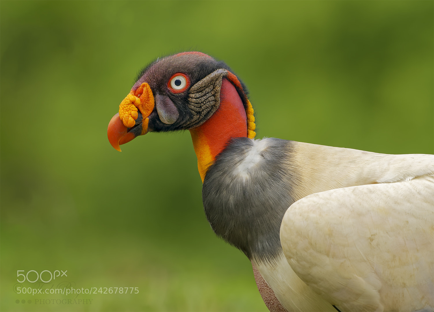 Nikon D500 sample photo. King vulture profile photography