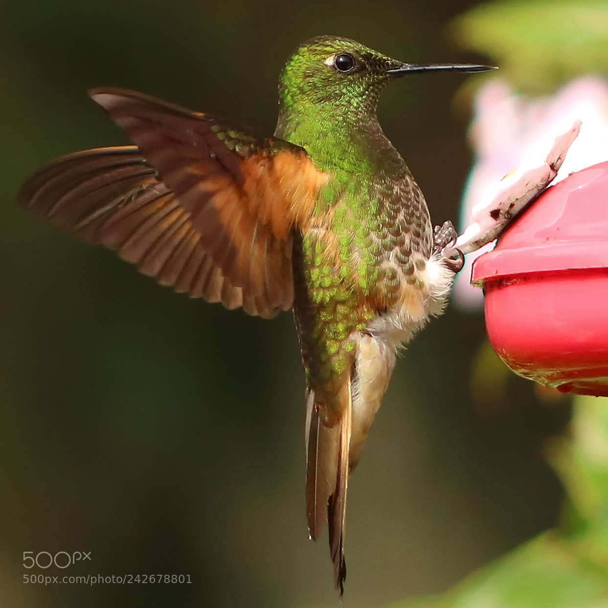 Canon EOS 750D (EOS Rebel T6i / EOS Kiss X8i) sample photo. Hummingbirds photography