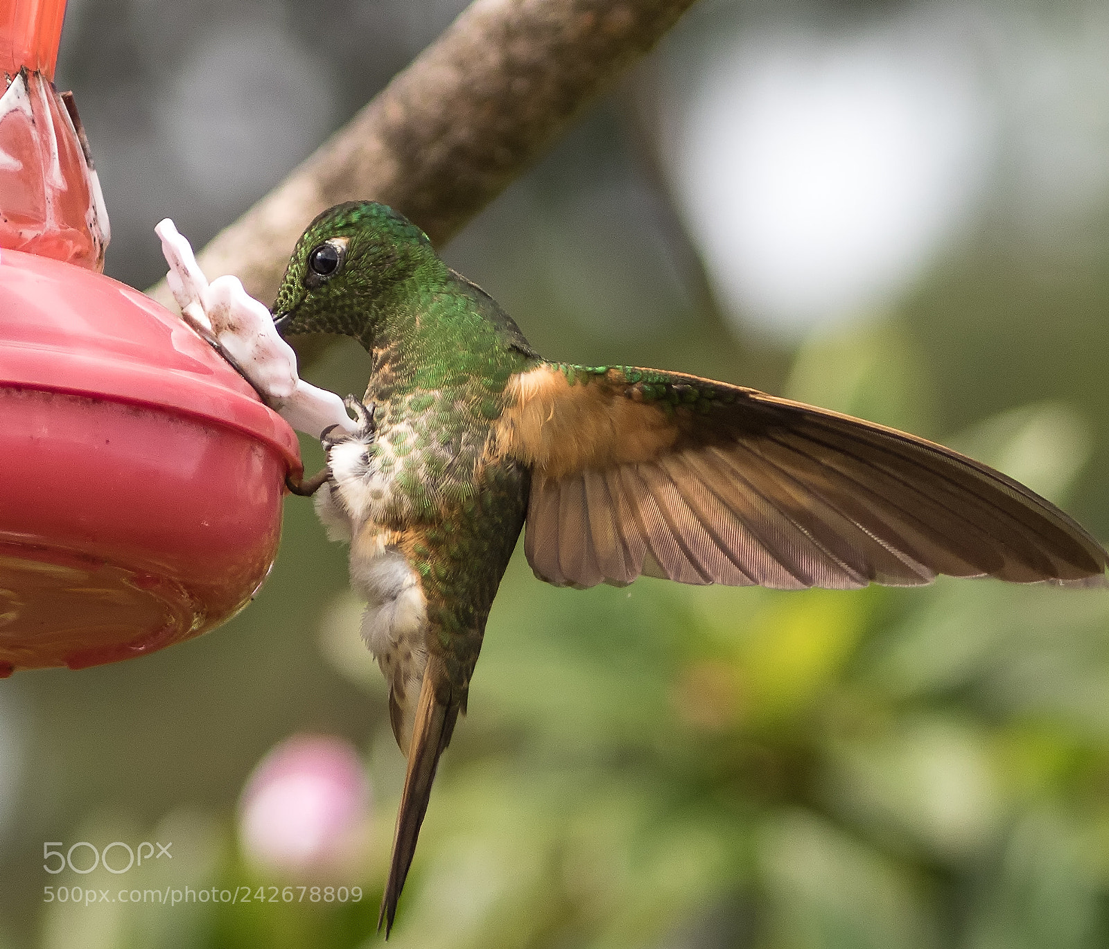 Canon EOS 750D (EOS Rebel T6i / EOS Kiss X8i) sample photo. Hummingbirds photography