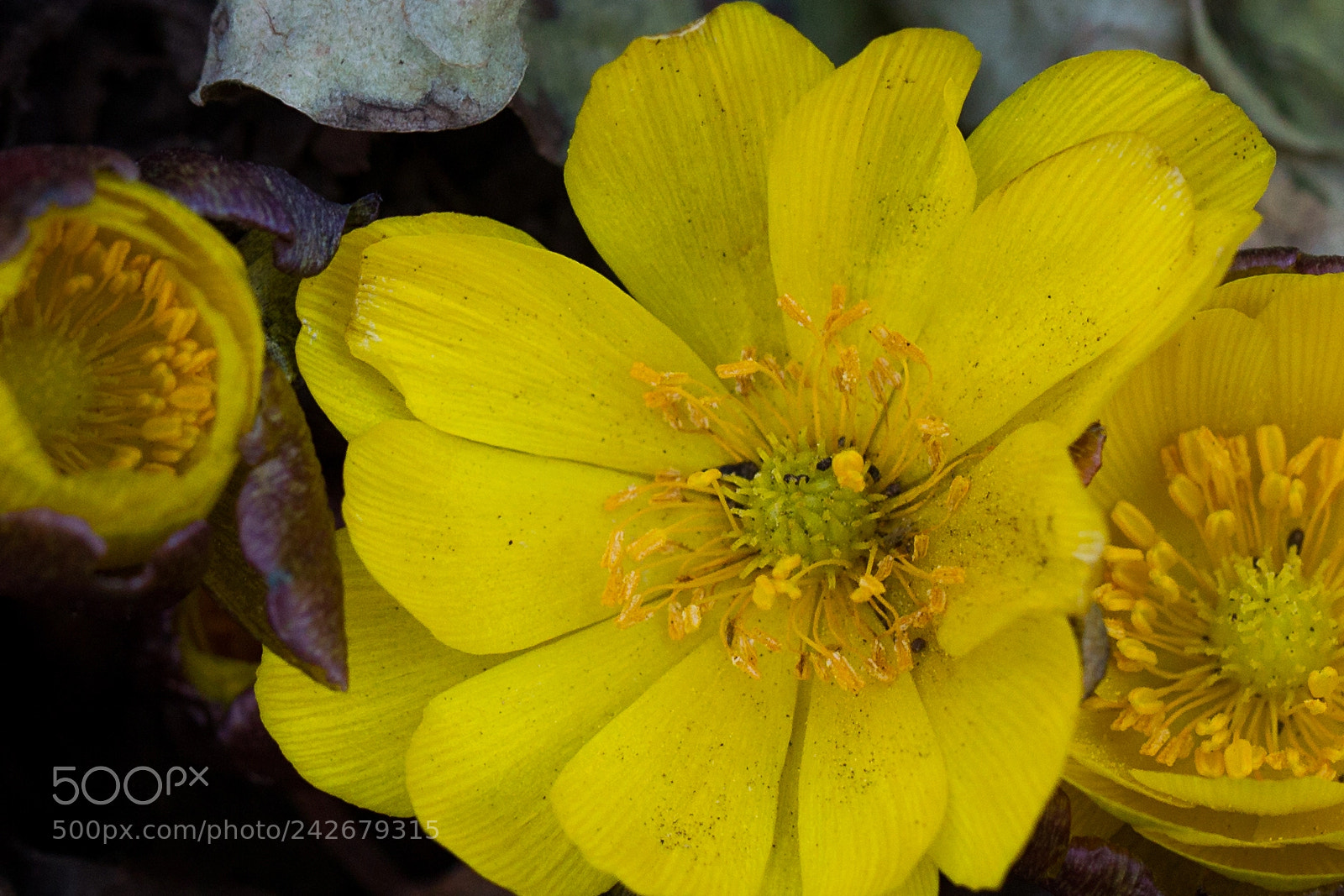 Canon EOS-1D Mark IV sample photo. 福壽草(yellow flower) photography
