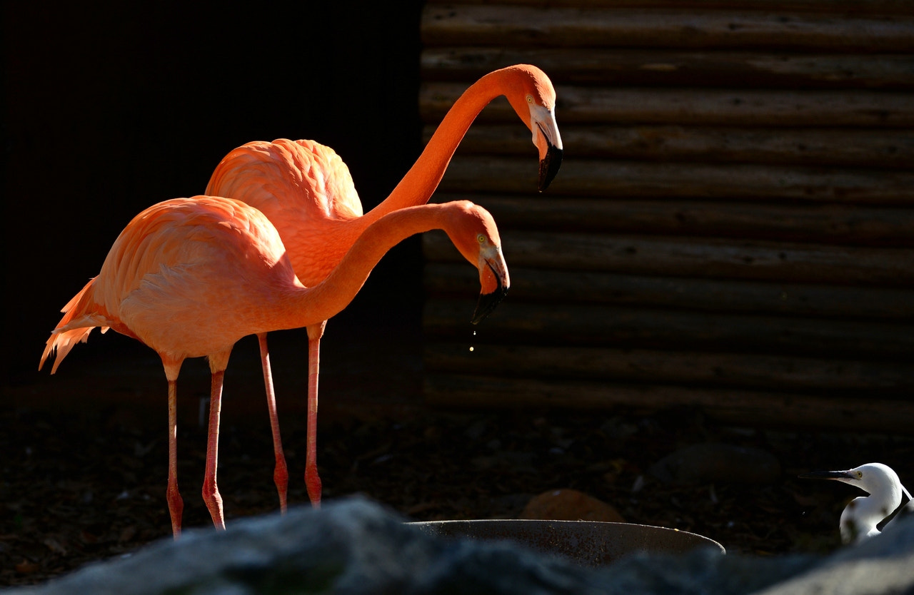 Nikon D800 sample photo