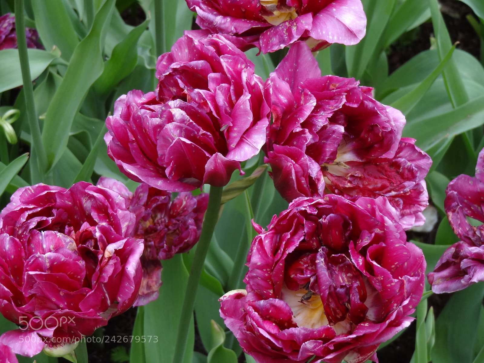 Sony Cyber-shot DSC-HX9V sample photo. Dsc photography