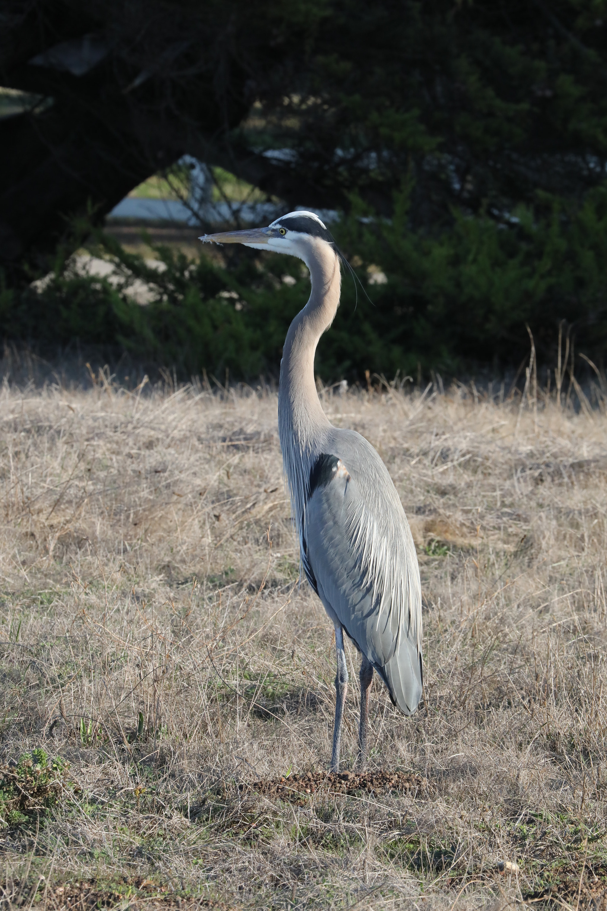 Canon EF 100-400mm F4.5-5.6L IS USM sample photo. Obliging great blue heron photography