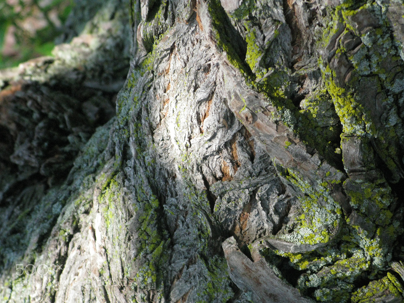 Canon POWERSHOT G9 sample photo. Untitled photography