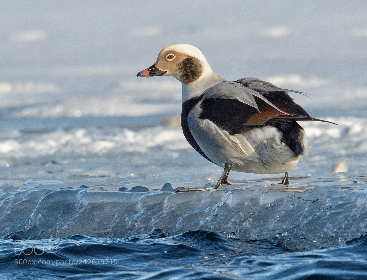 Nikon D7100 sample photo. Long-tailed duck photography