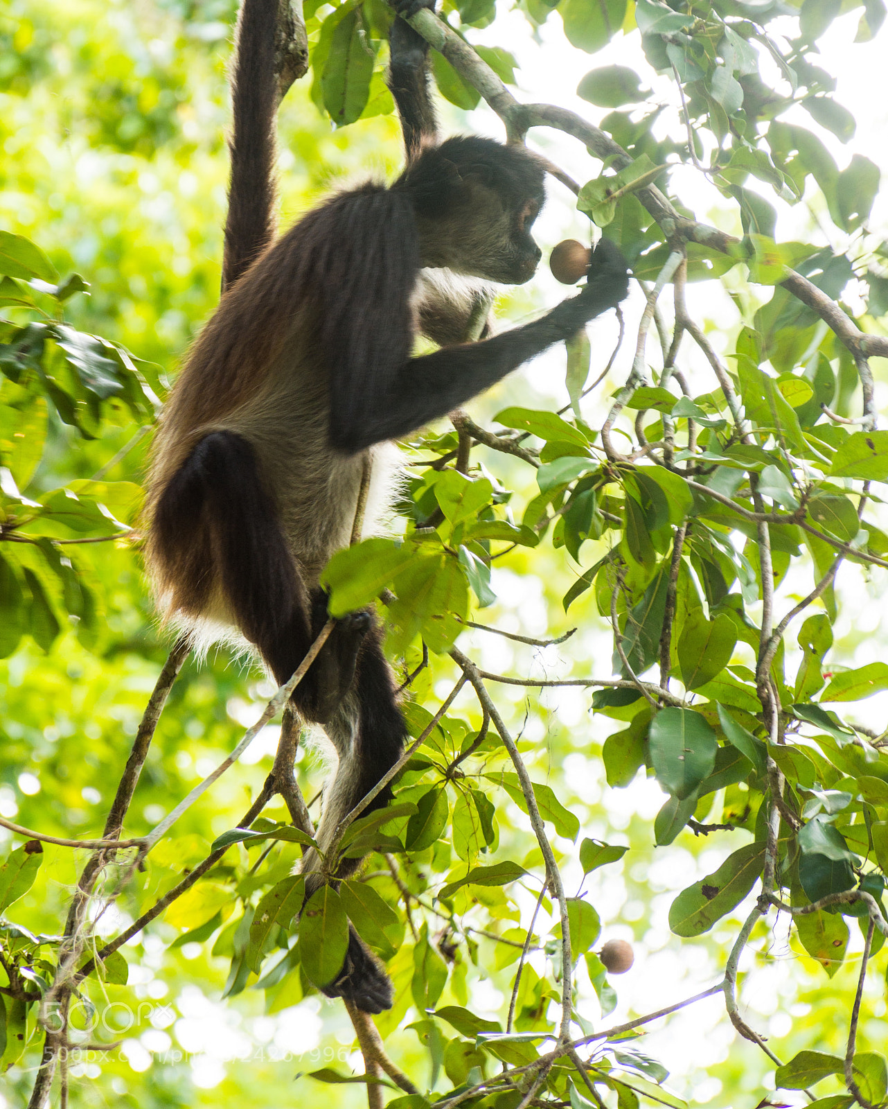 Nikon D7200 sample photo. Monkey in yucatan jungle photography