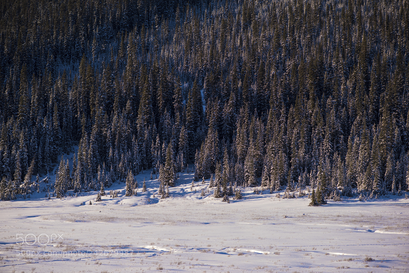 Nikon D810 sample photo. Winter detail photography