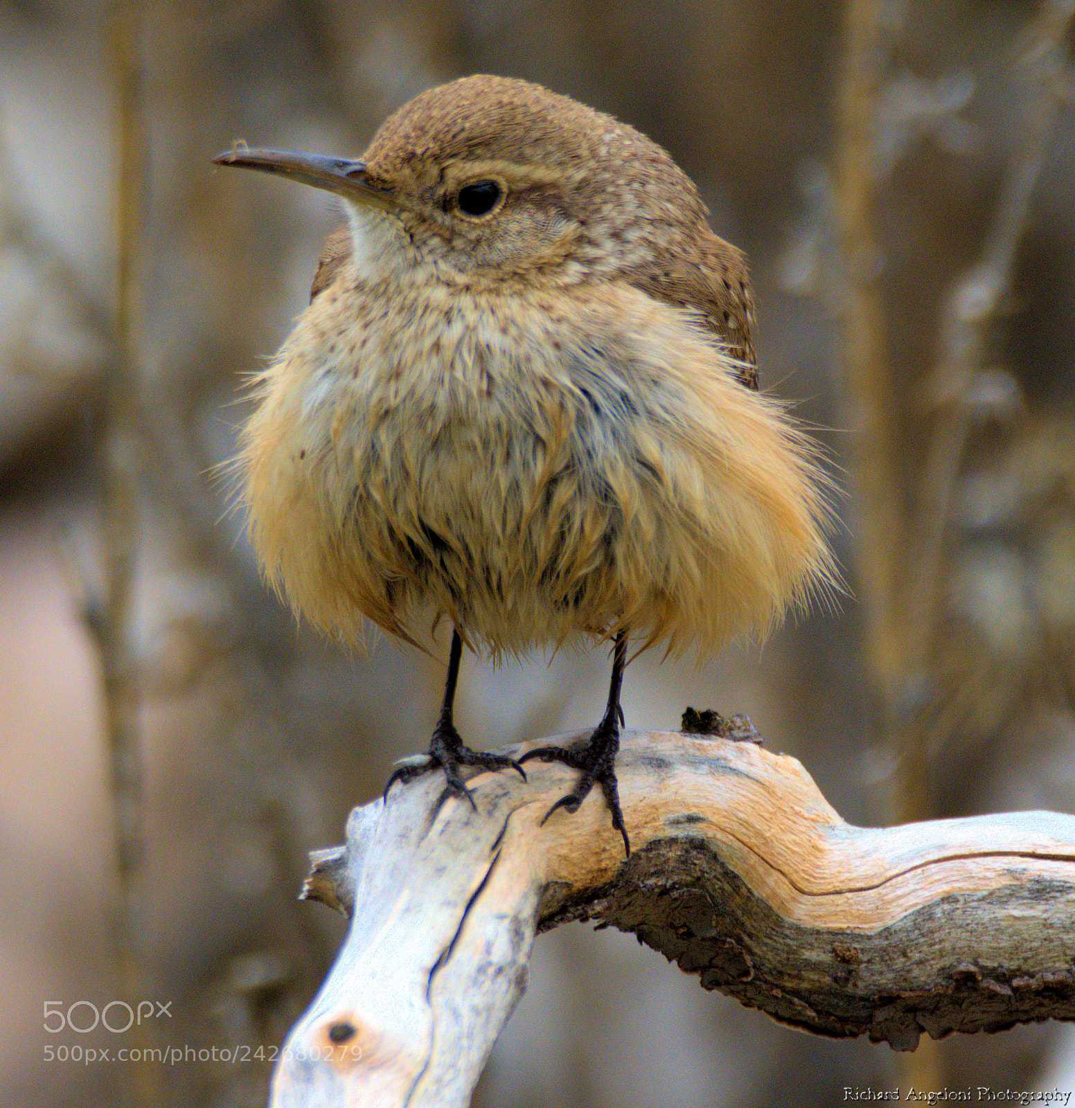 Nikon D7200 sample photo. Rock wren at round photography