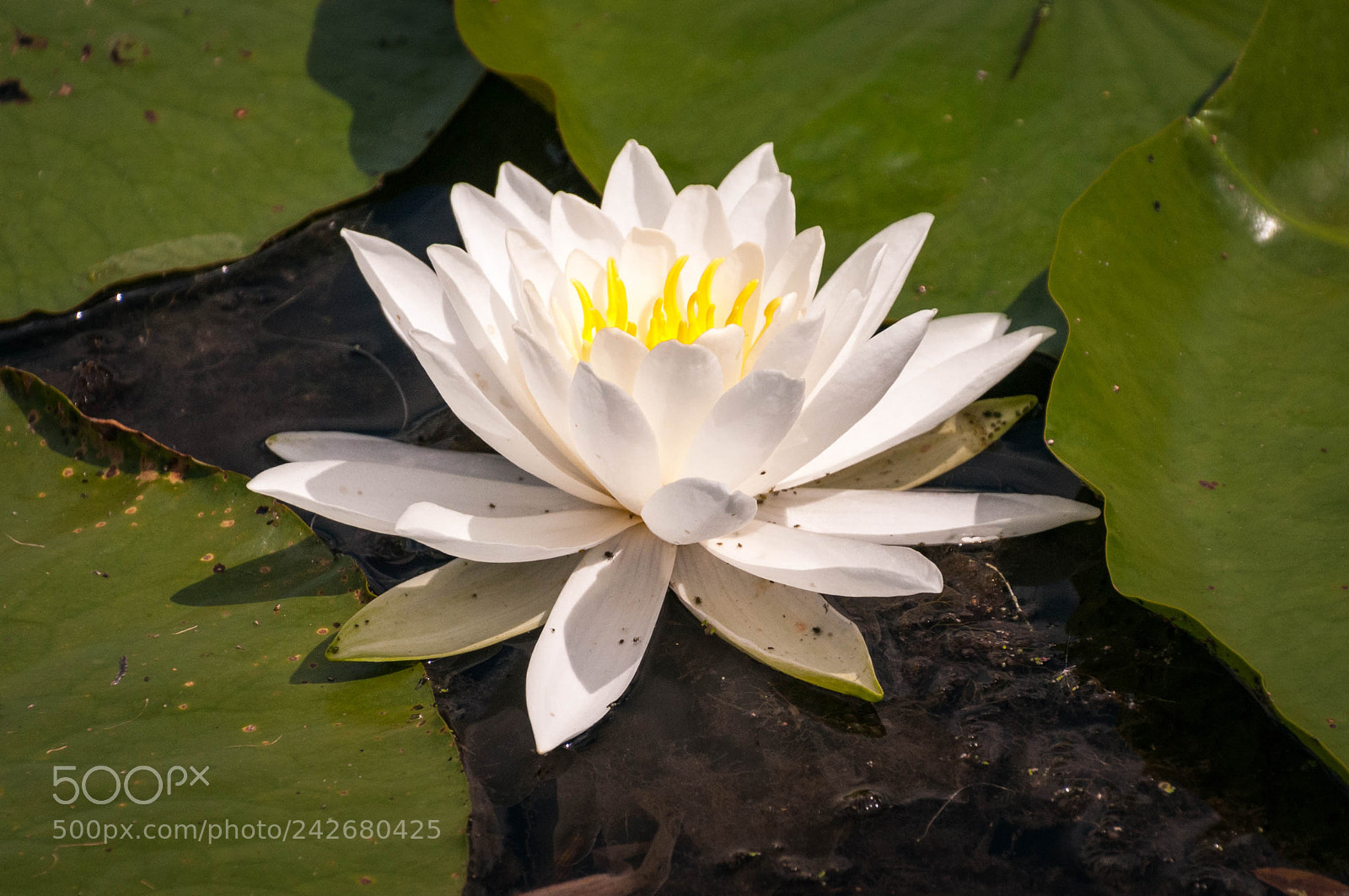 Nikon D300 sample photo. Lotus flower photography
