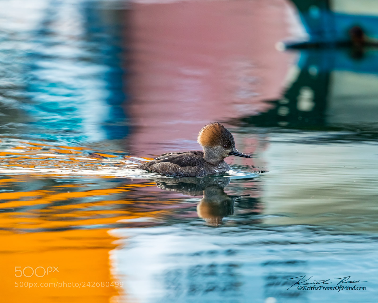 Canon EOS-1D X Mark II sample photo. Reflection perfection -hooded merganser photography