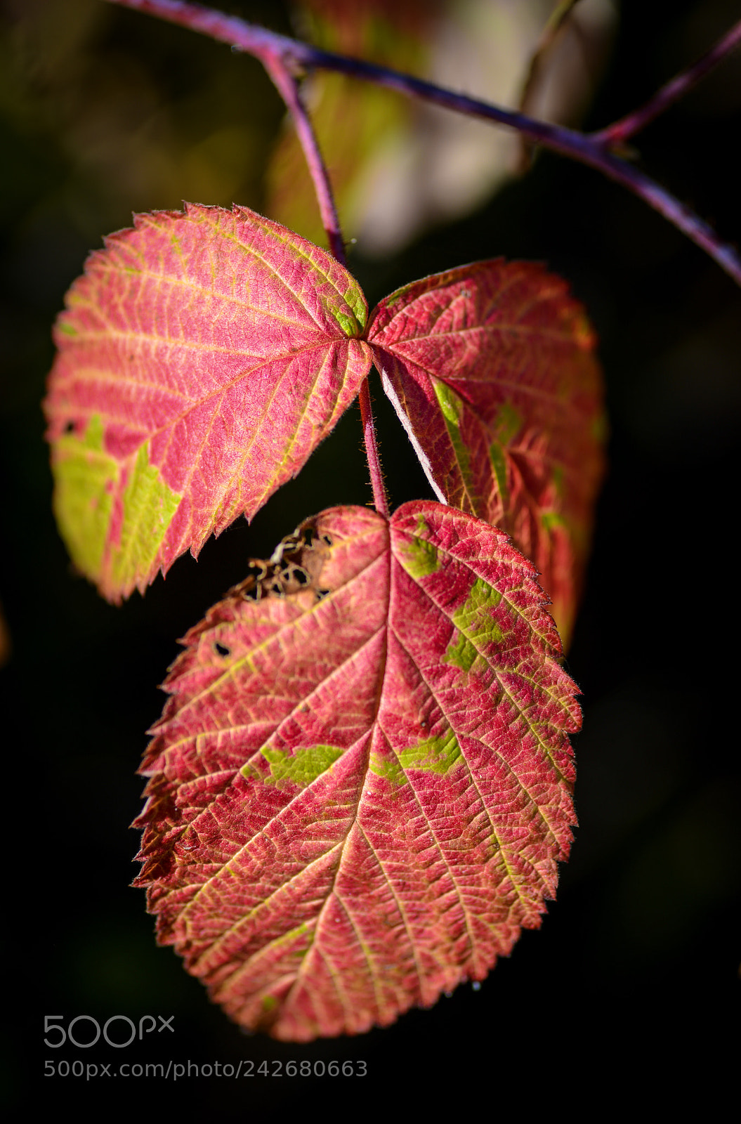 Nikon D600 sample photo. Red & green photography