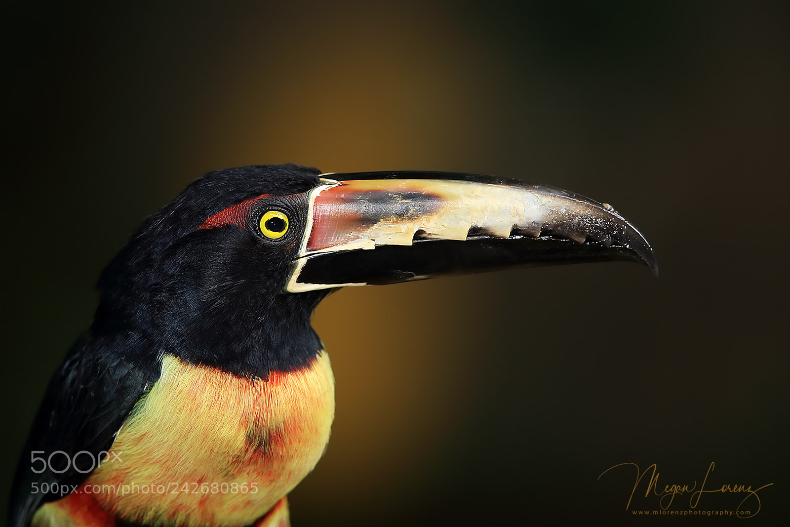 Canon EOS-1D X Mark II sample photo. Aracari photography