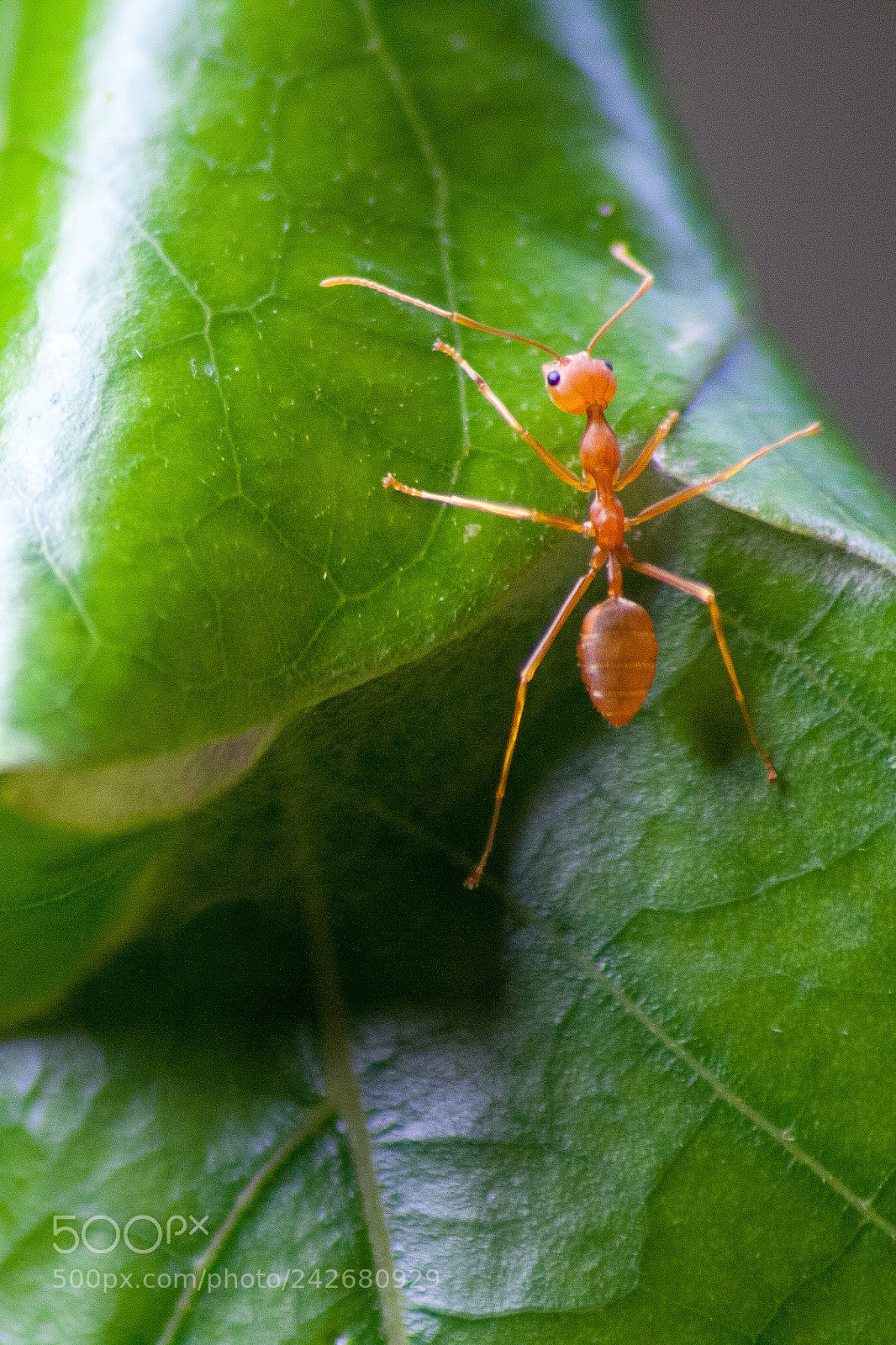 Canon EOS 1000D (EOS Digital Rebel XS / EOS Kiss F) sample photo. Weaver ant photography