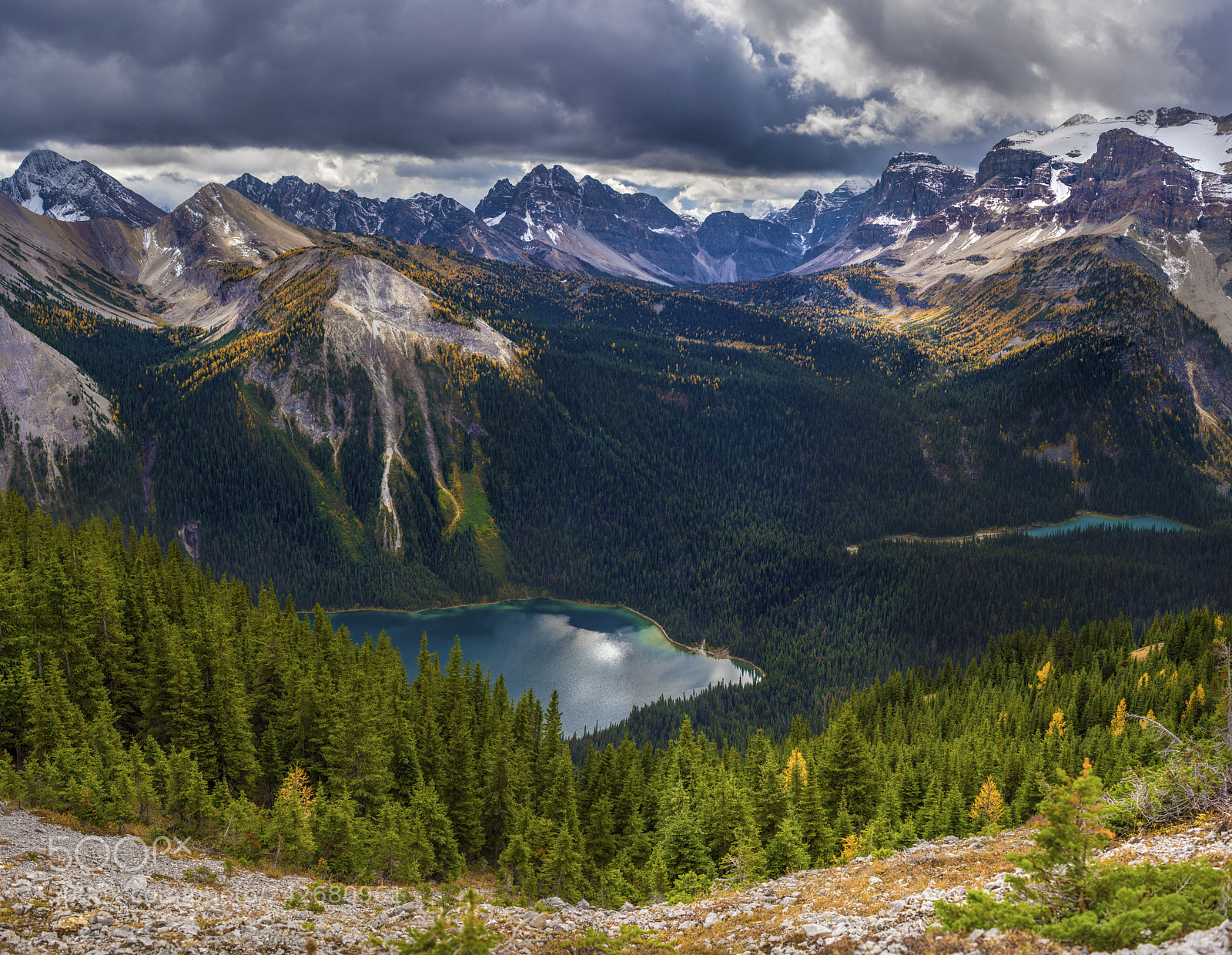Nikon D810 sample photo. Larch season photography