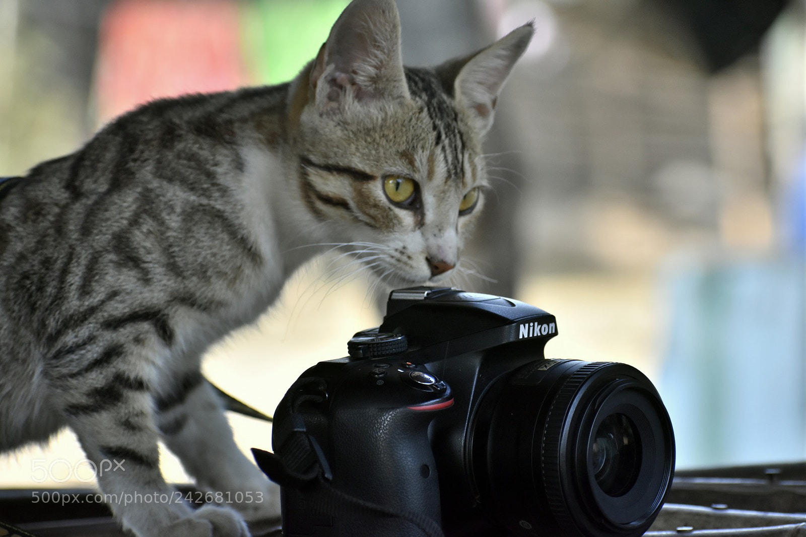 Nikon D3400 sample photo. Let's shoot.!!! photography