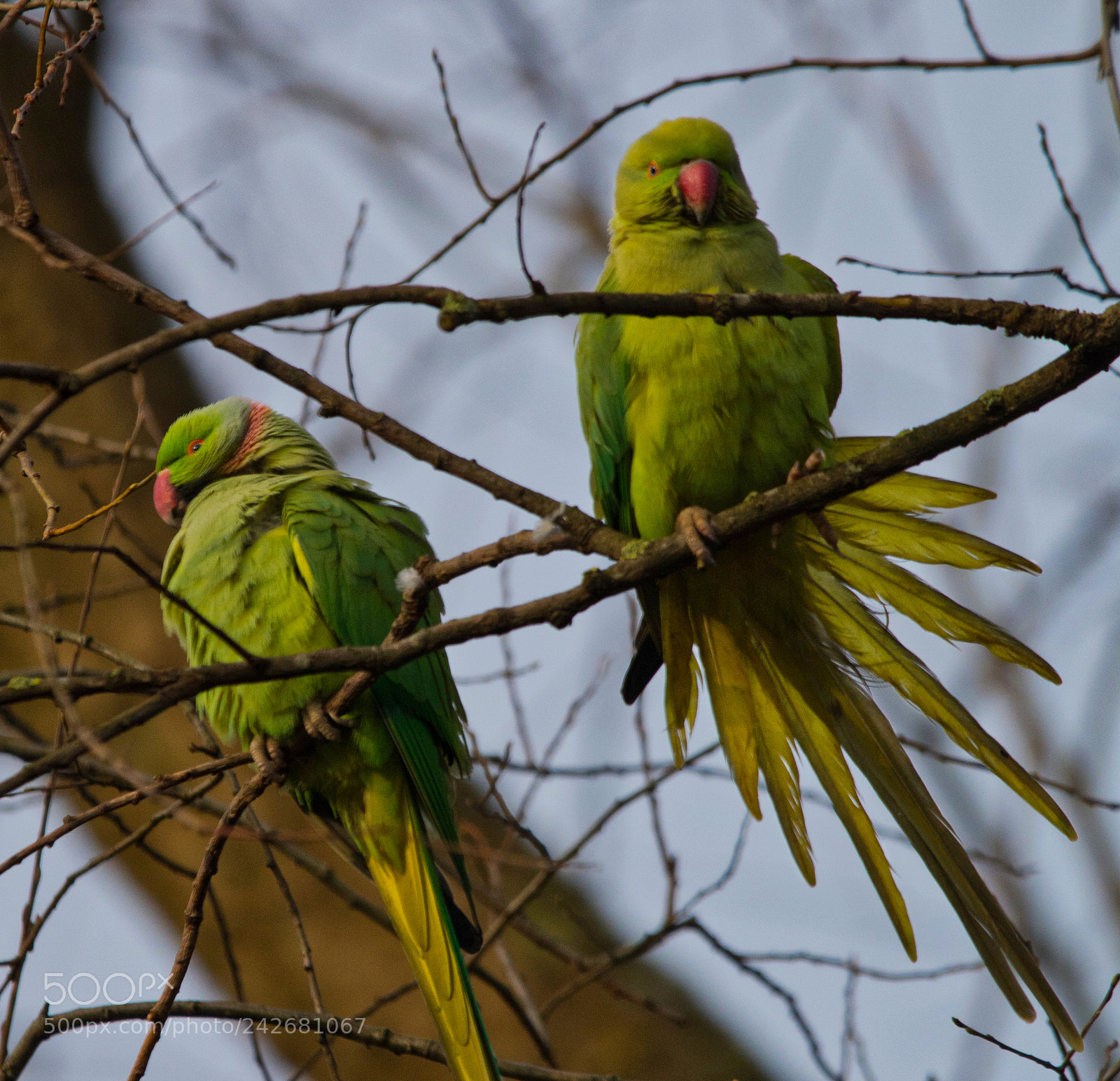Nikon D7100 sample photo. Spreading your tail feathers photography