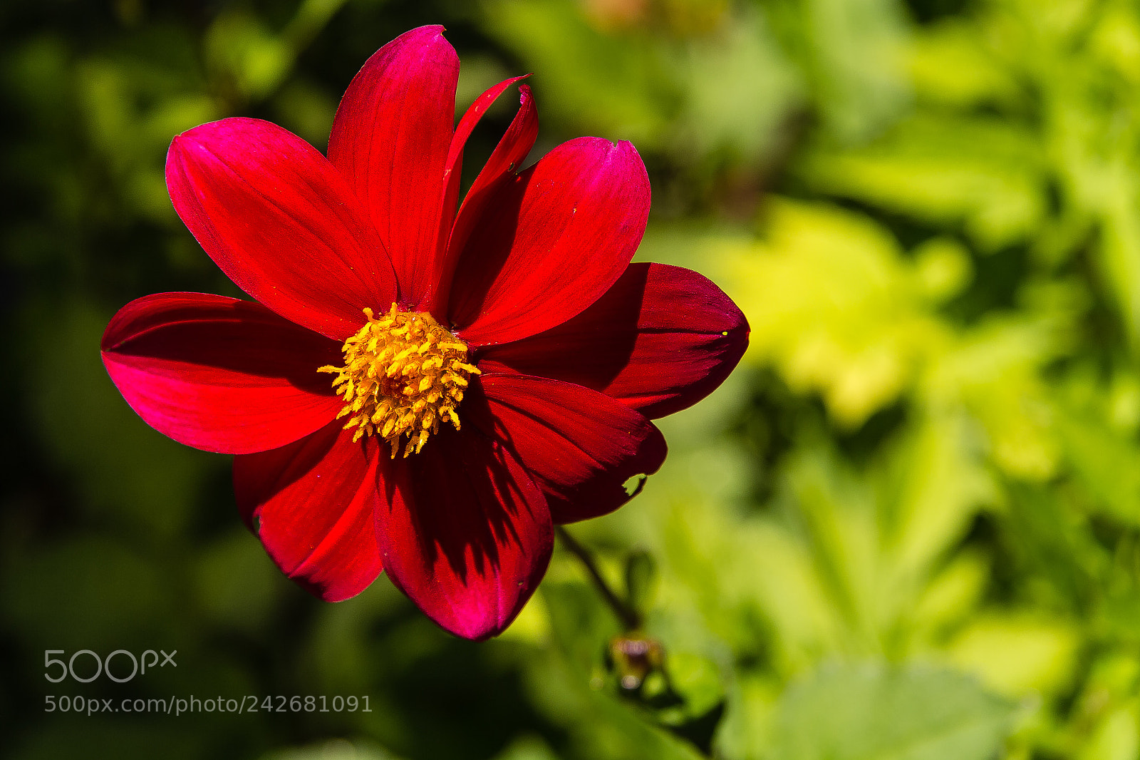 Canon EOS 60D sample photo. Dahlia sp photography