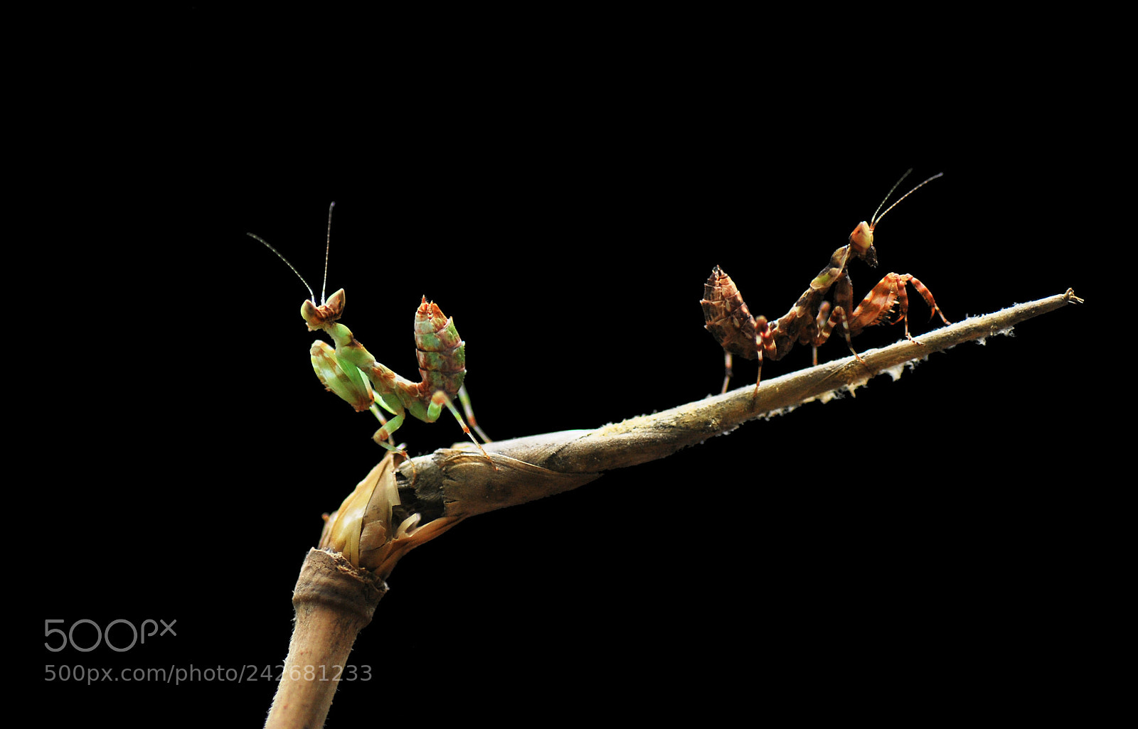 Nikon D60 sample photo. Praying mantis photography