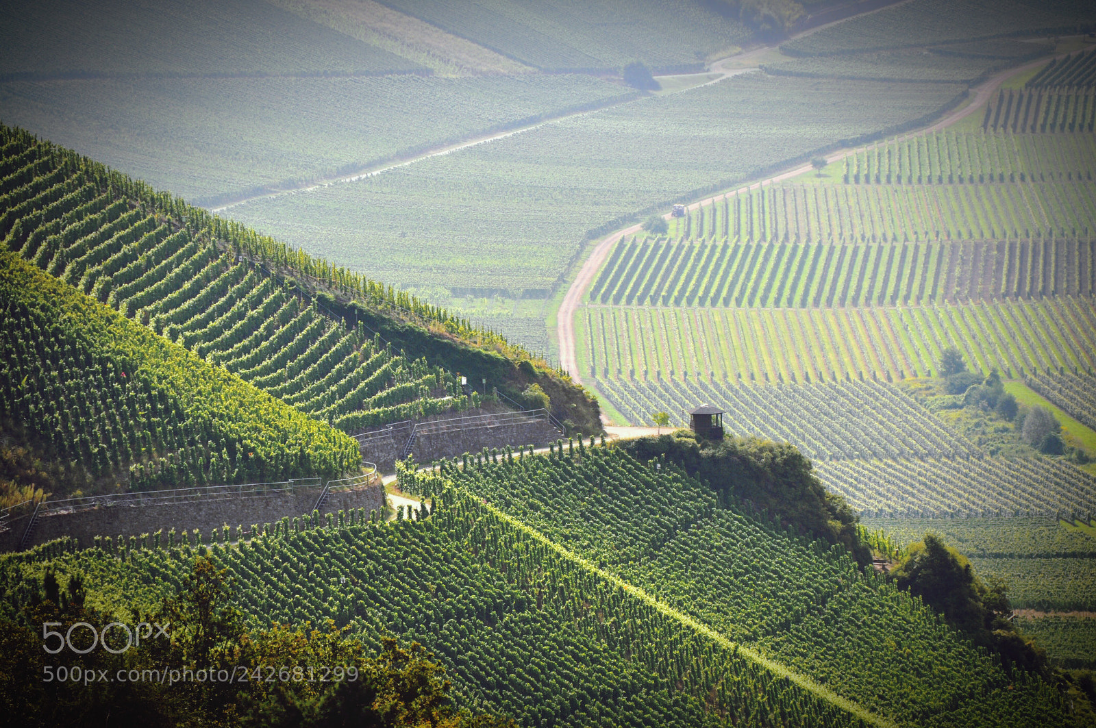 Nikon D90 sample photo. Vineyards near mosel river photography