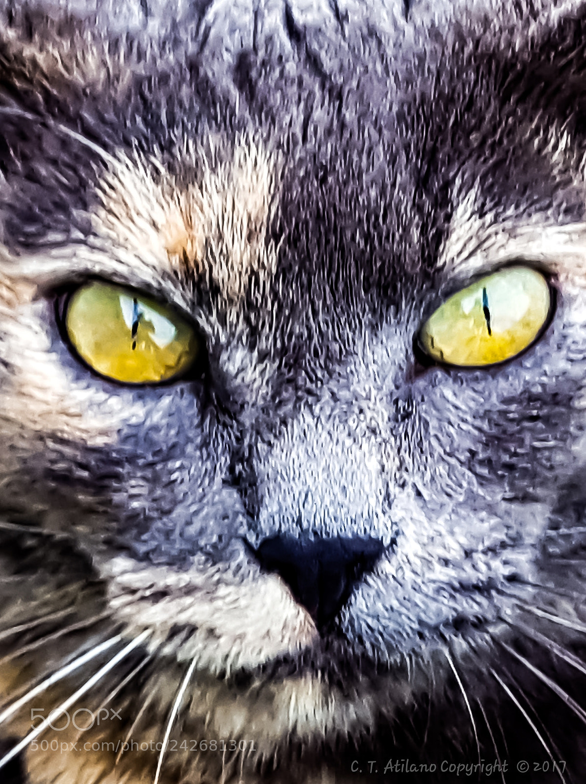 Samsung GALAXY S6 edge sample photo. Amy photography