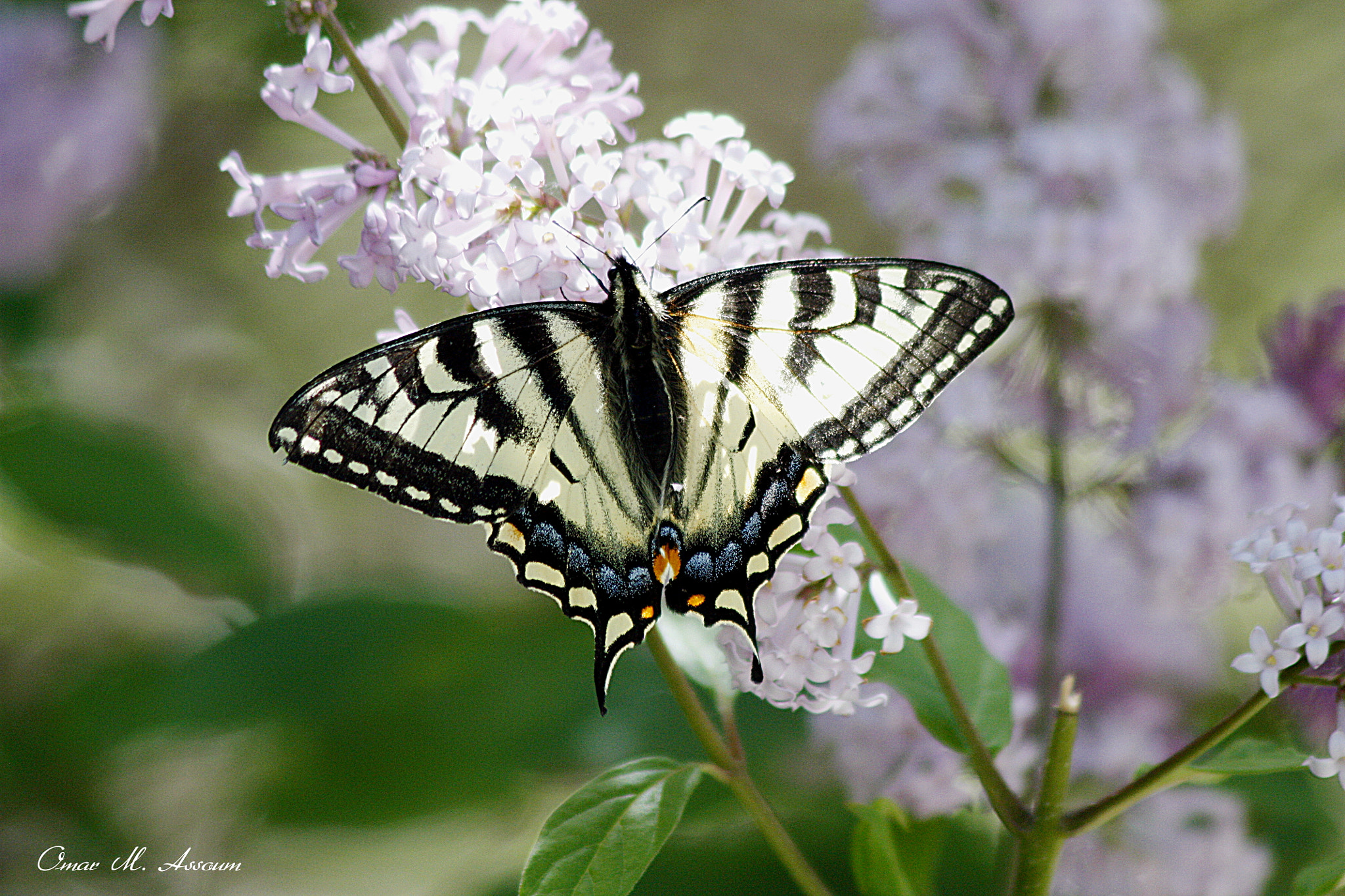Canon EF 75-300mm F4.0-5.6 IS USM sample photo. Nectar time photography