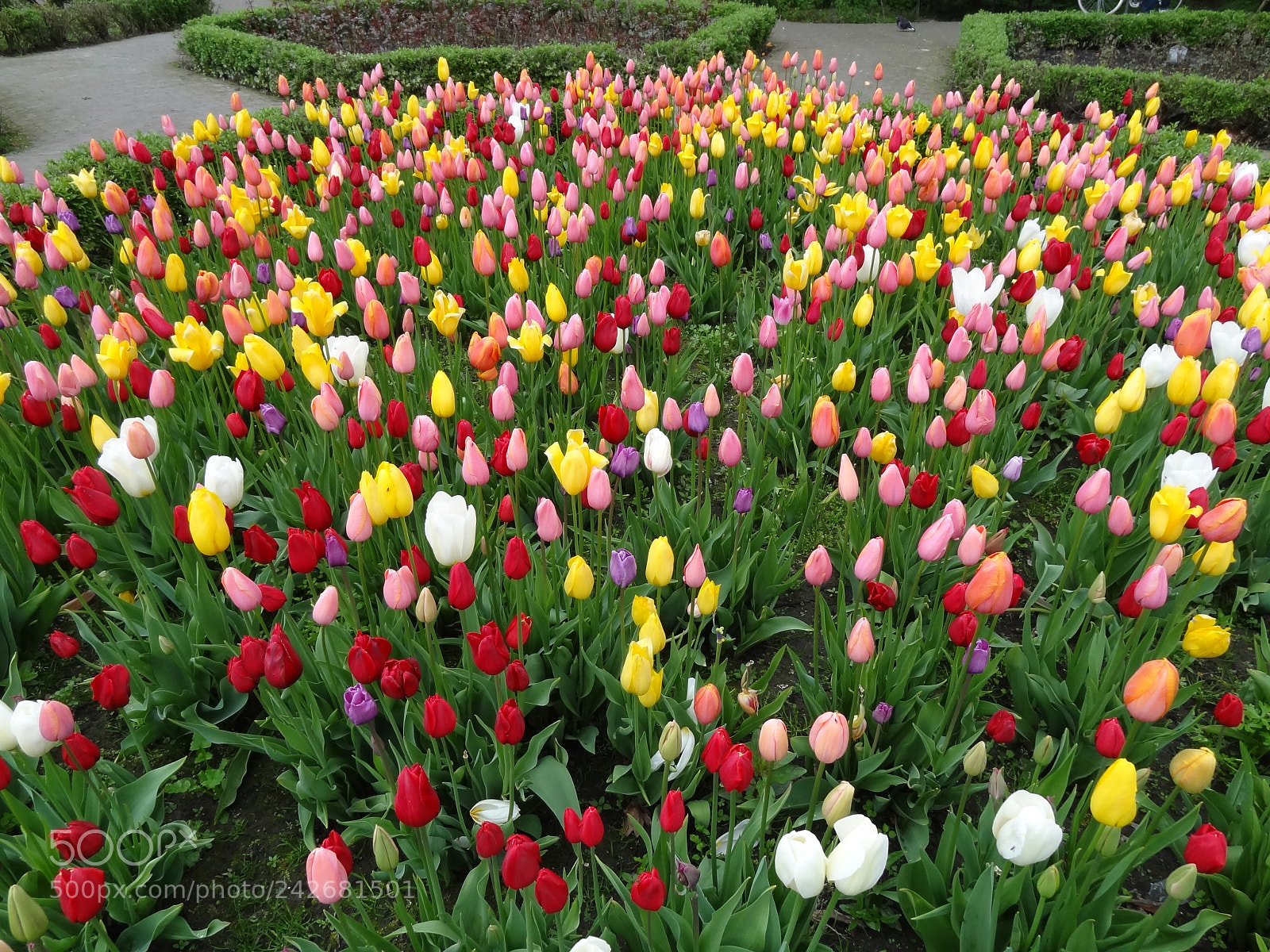 Sony Cyber-shot DSC-HX9V sample photo. Dsc photography