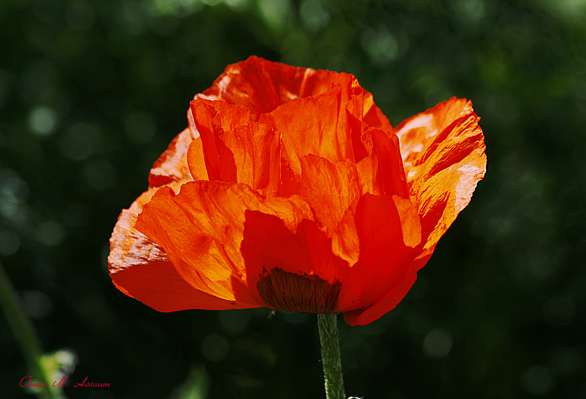Canon EOS 450D (EOS Rebel XSi / EOS Kiss X2) + Canon EF 75-300mm F4.0-5.6 IS USM sample photo. Red poppy photography