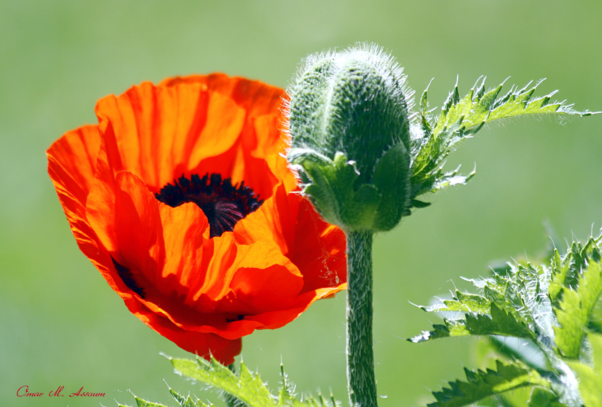 Canon EF 75-300mm F4.0-5.6 IS USM sample photo. Remembrance day photography