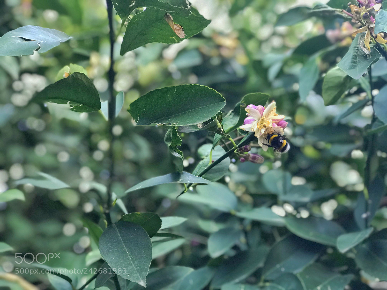 Apple iPhone 7 Plus sample photo. Untitled photography
