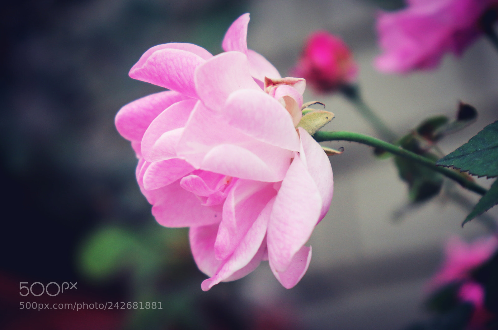 Canon EOS 77D (EOS 9000D / EOS 770D) sample photo. Untitled photography