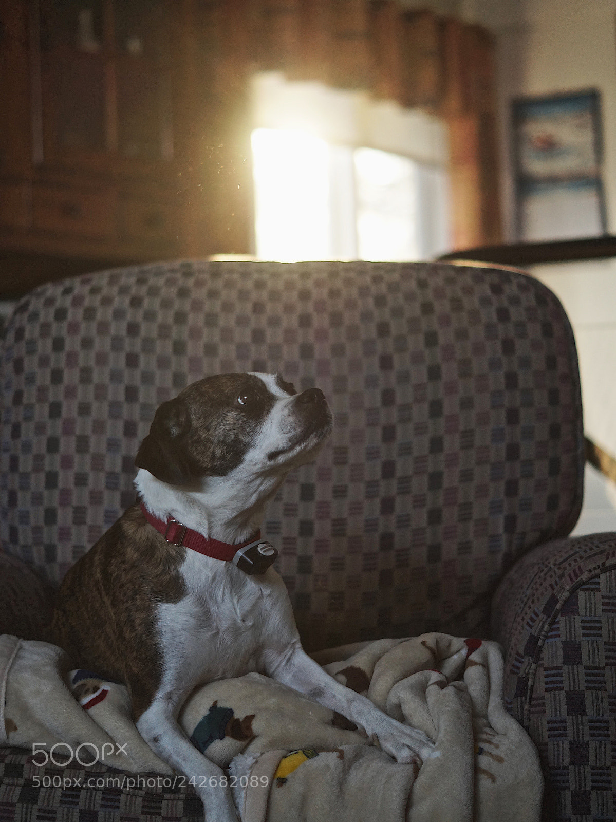 Sony SLT-A58 sample photo. Bailey photography