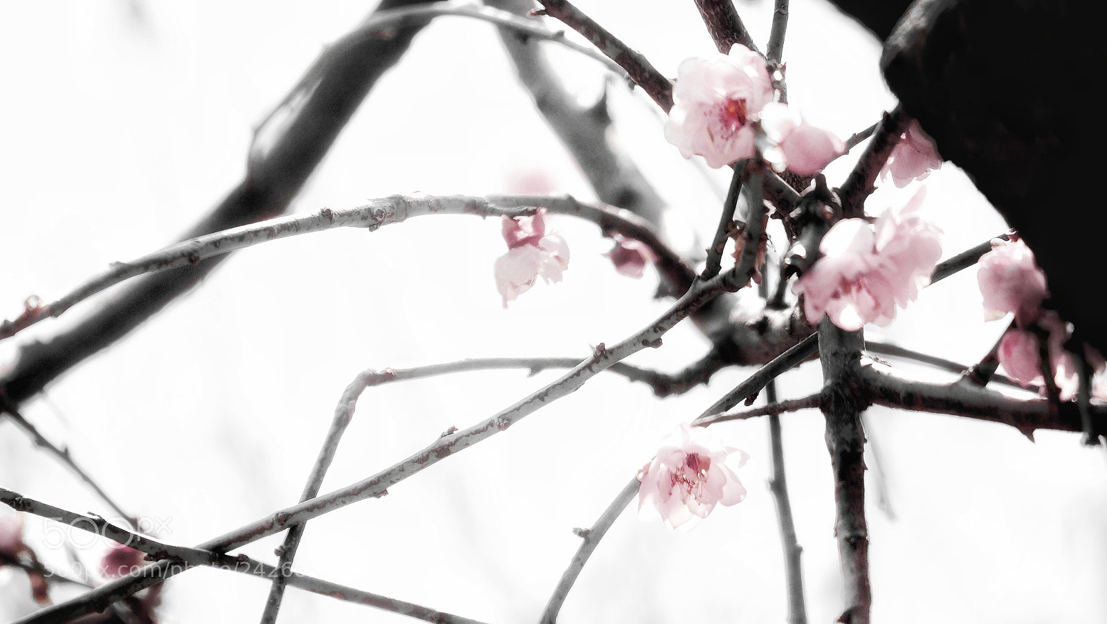 Olympus PEN-F sample photo. Untitled photography