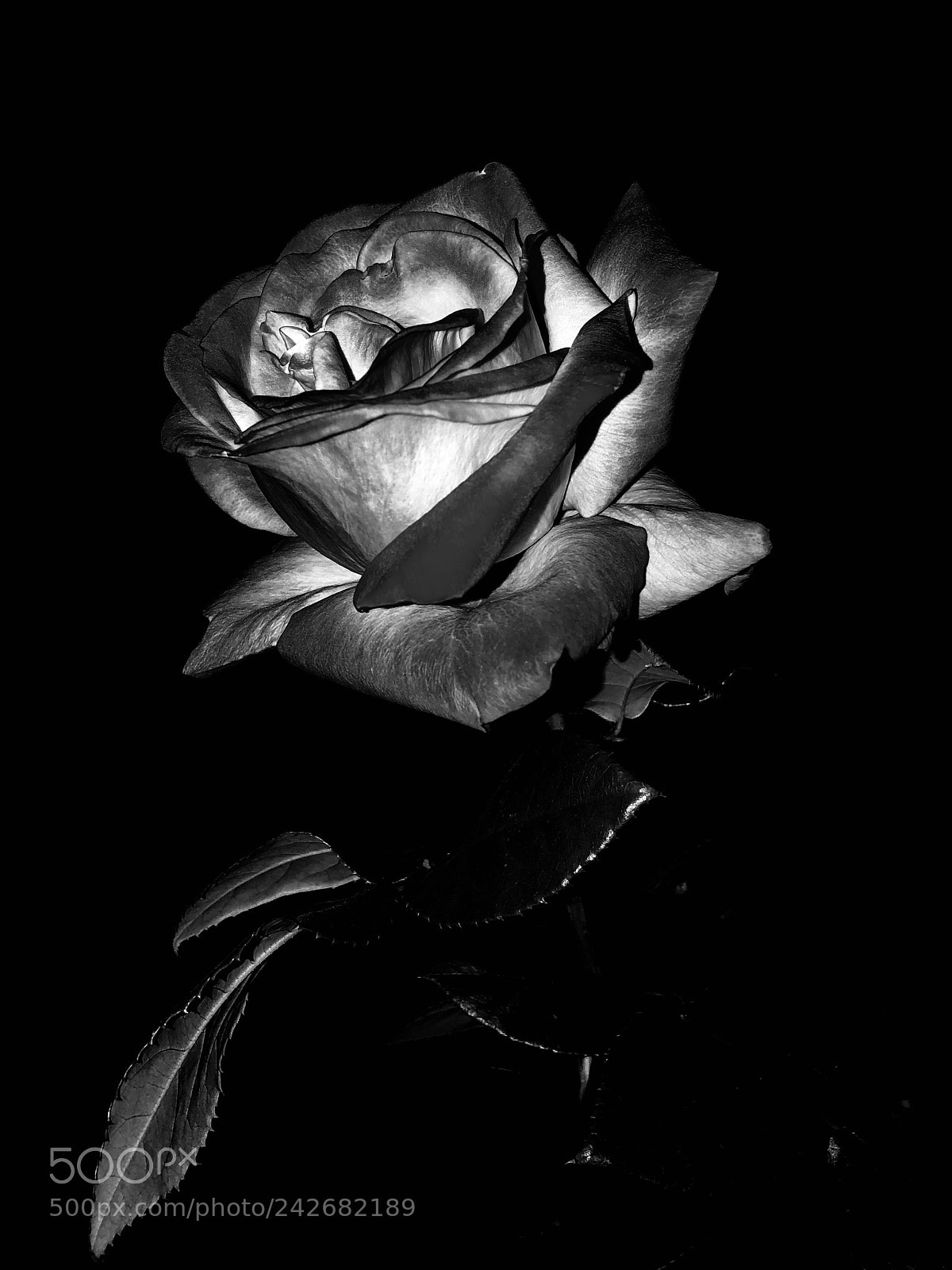 Apple iPhone 8 Plus sample photo. Shaded rose photography
