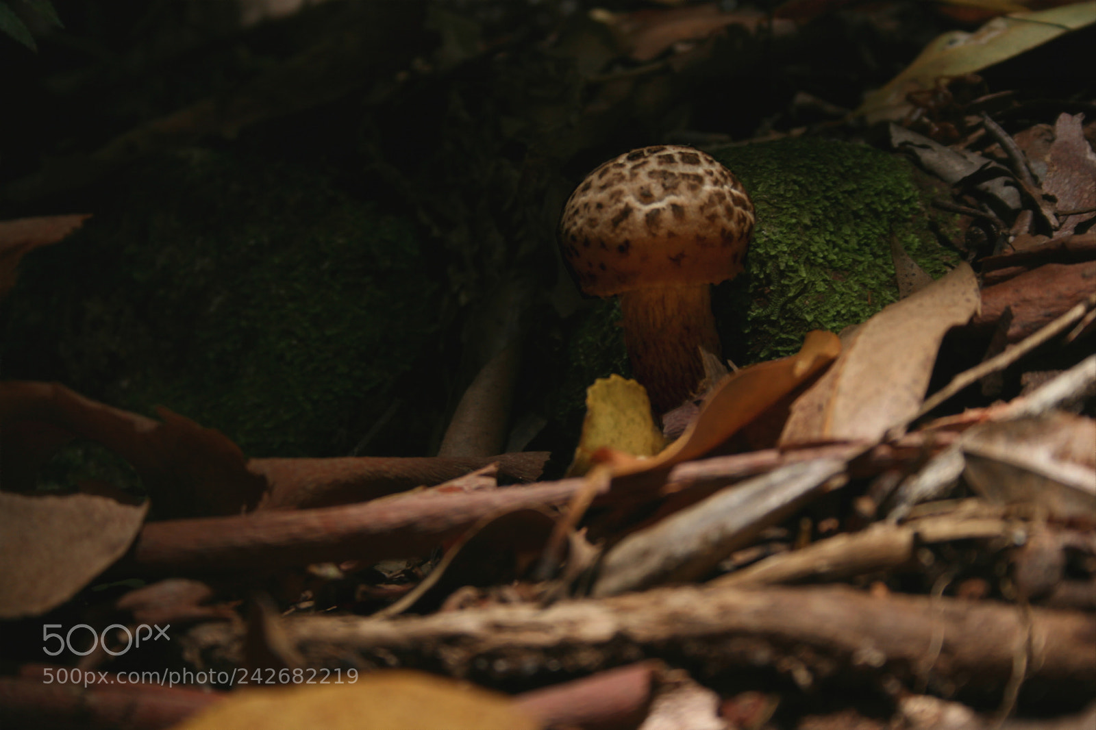 Canon EF-S 18-55mm F3.5-5.6 II sample photo. Mushroom in a forest photography