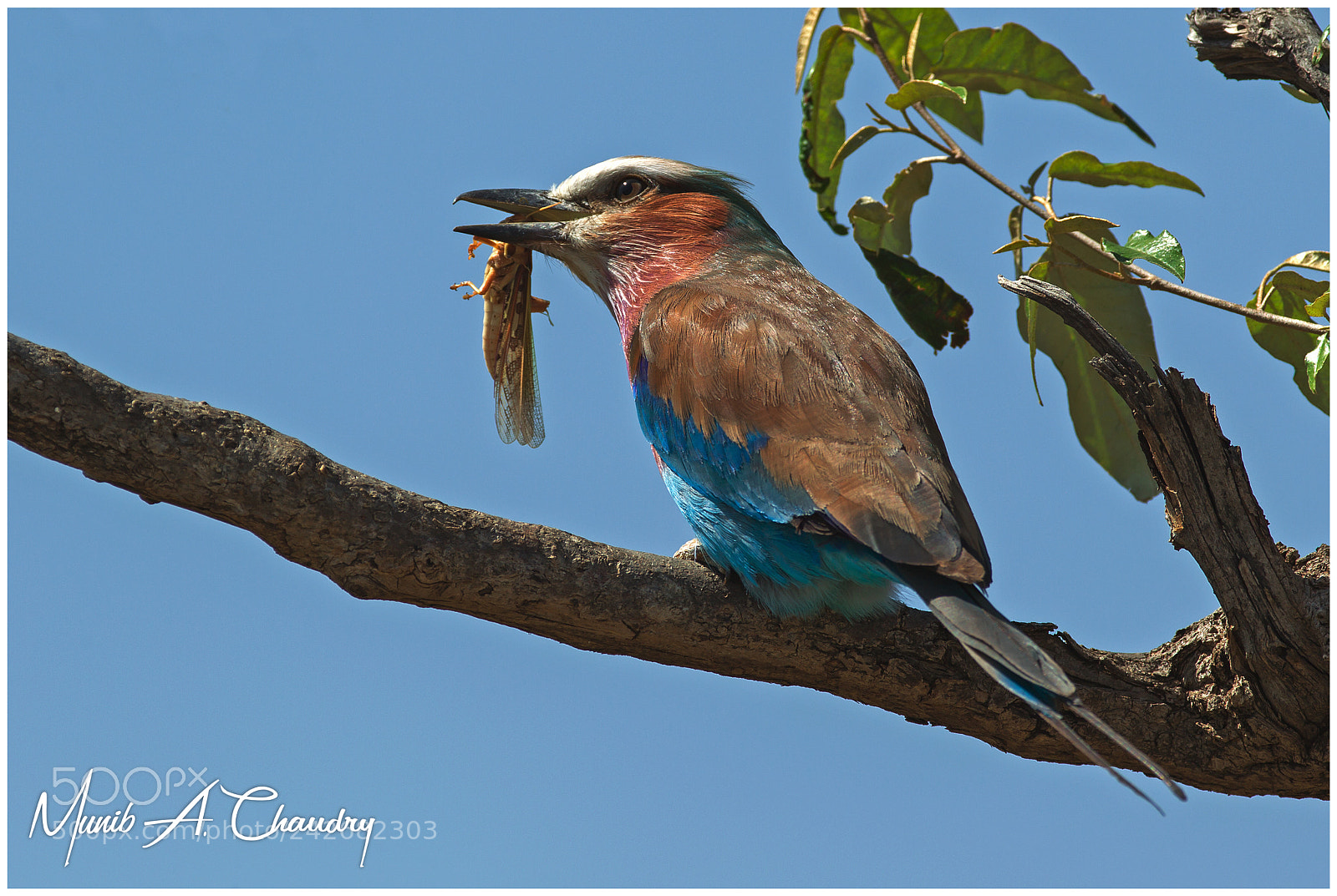 Canon EOS-1D Mark IV sample photo. The colourful hunter! photography