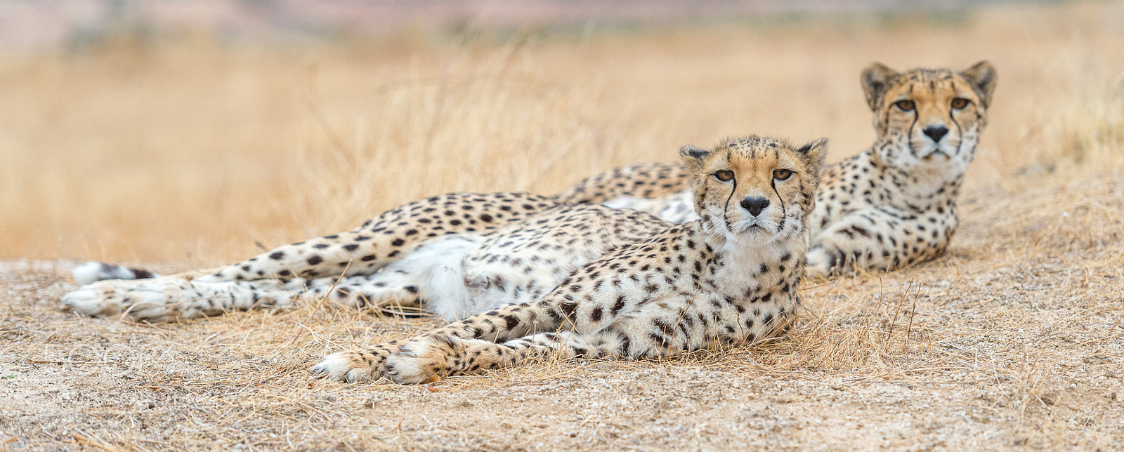 Nikon D4S sample photo. Cheetah photography