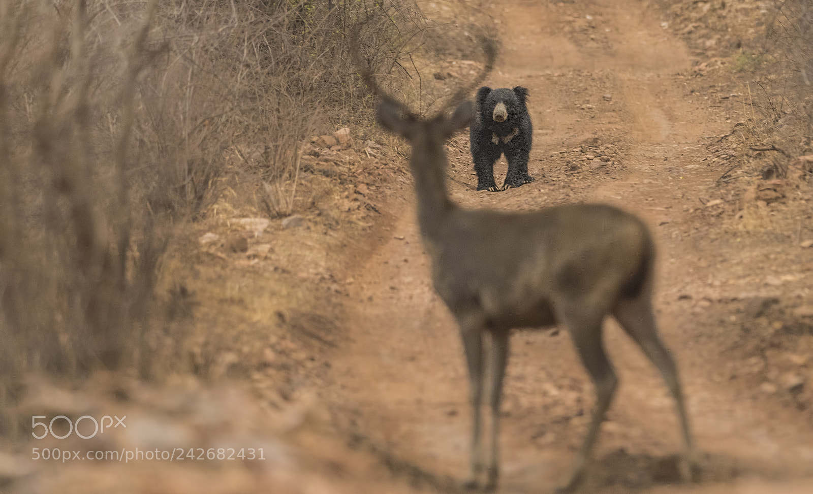 Nikon D500 sample photo. Asiatic sloth bear photography