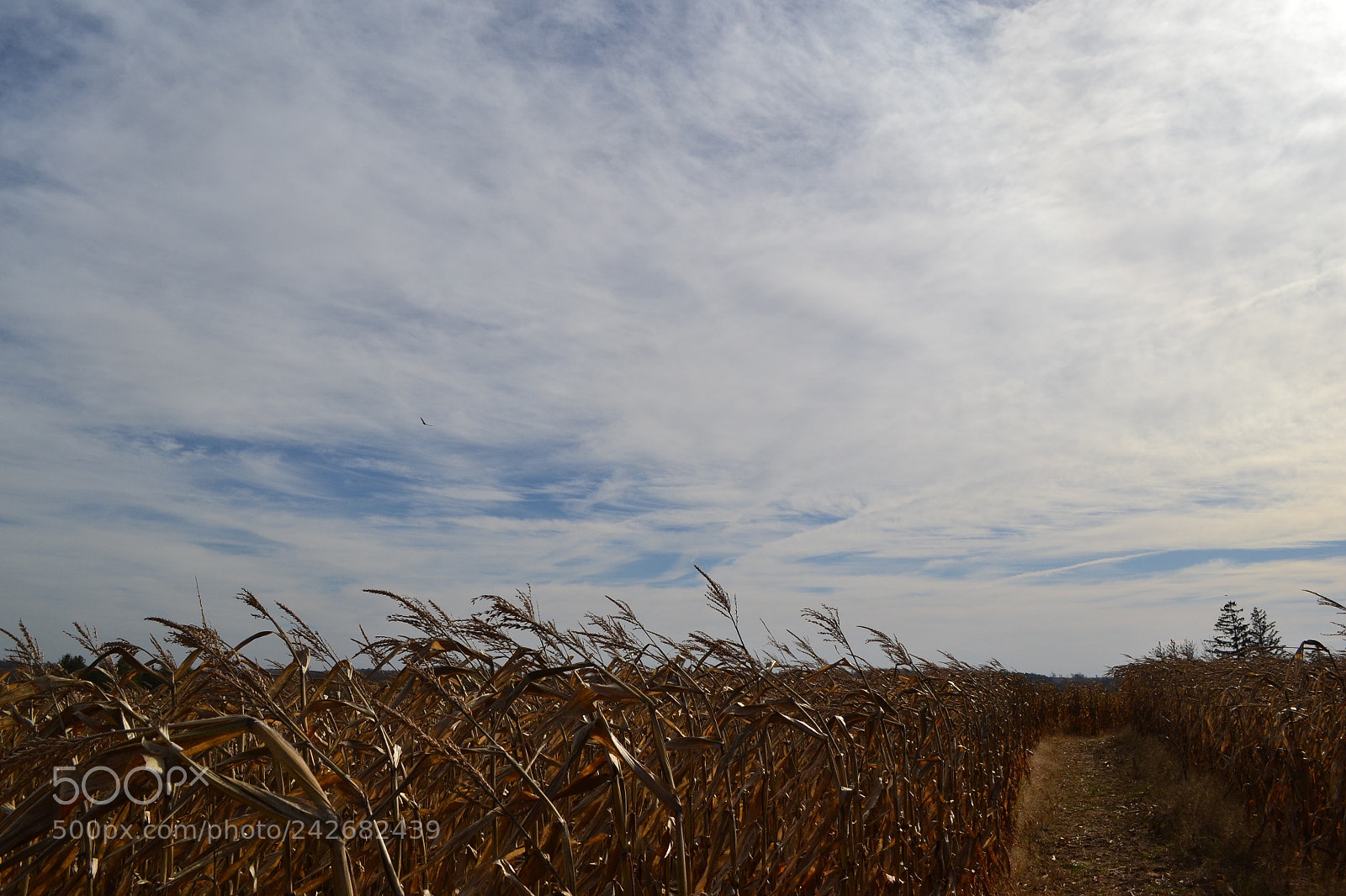 Nikon D3100 sample photo. Untitled photography