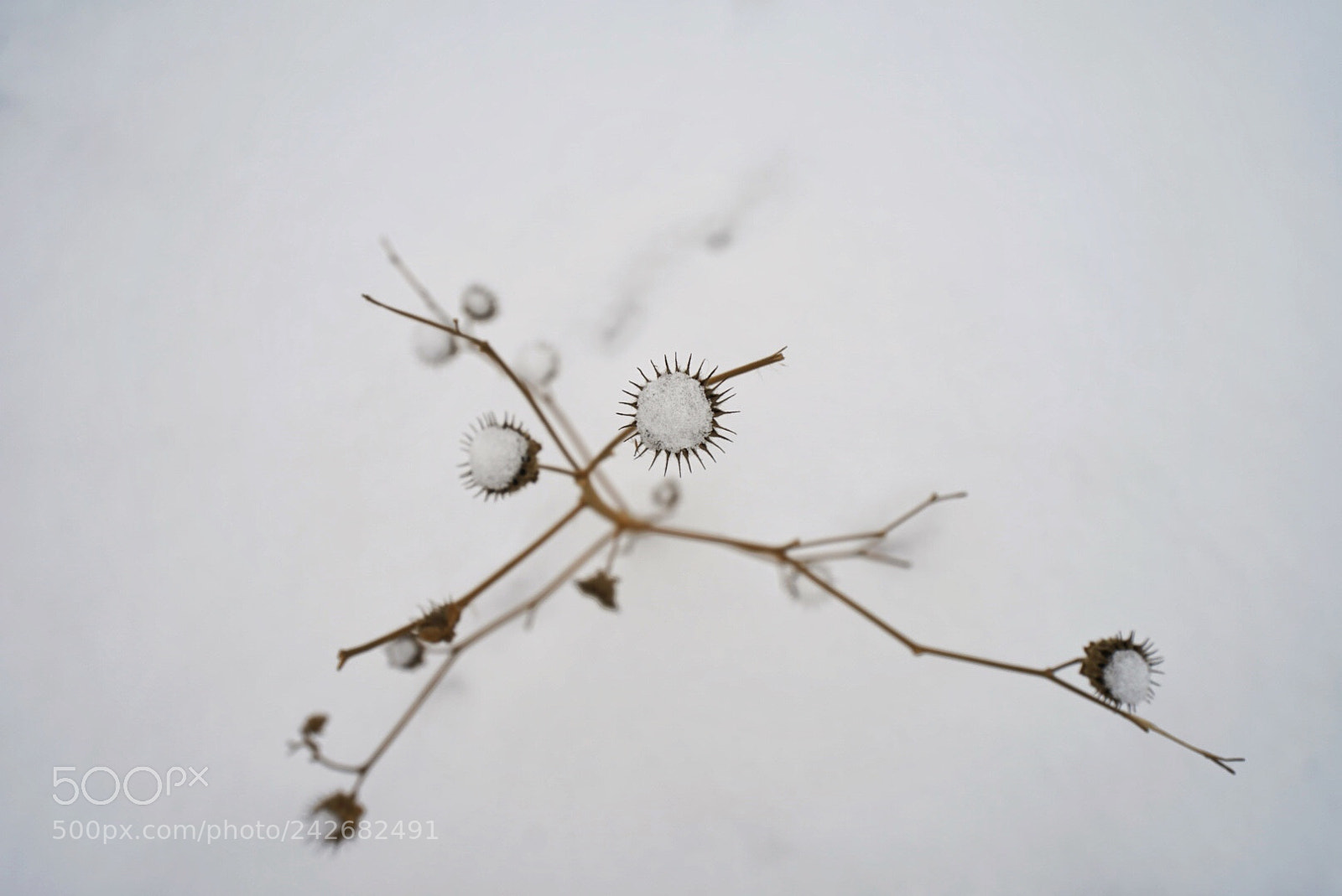 Sony a7 II sample photo. Untitled photography