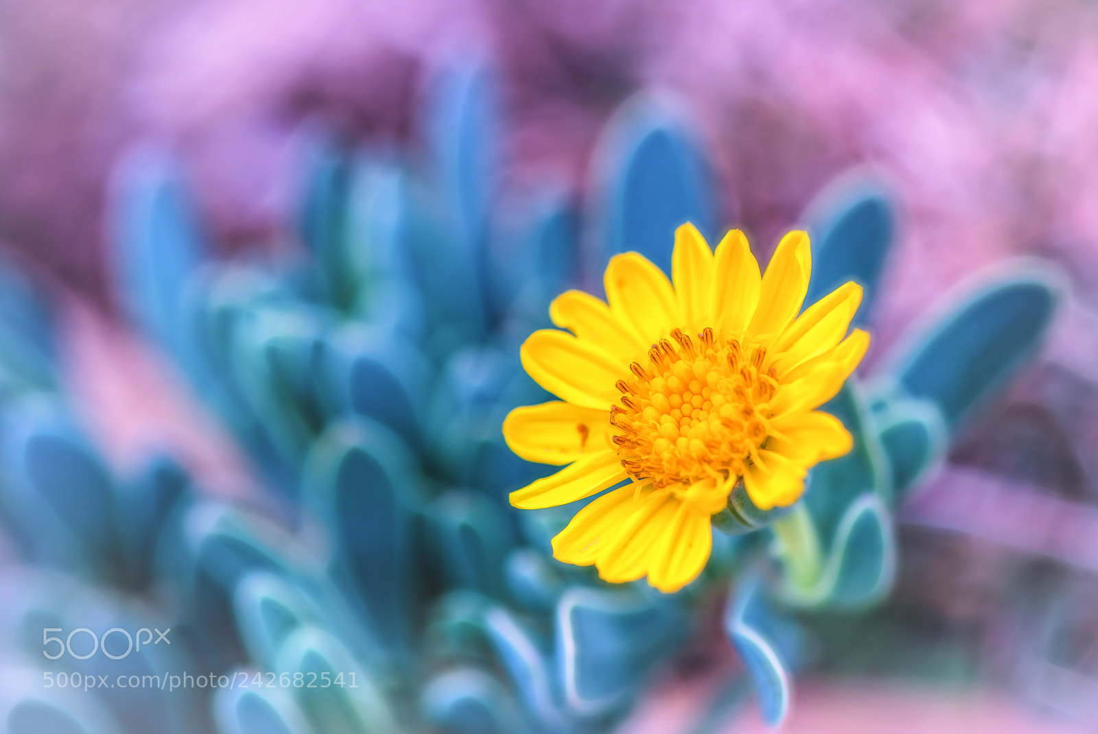 Nikon D850 sample photo. Finally , not a photography