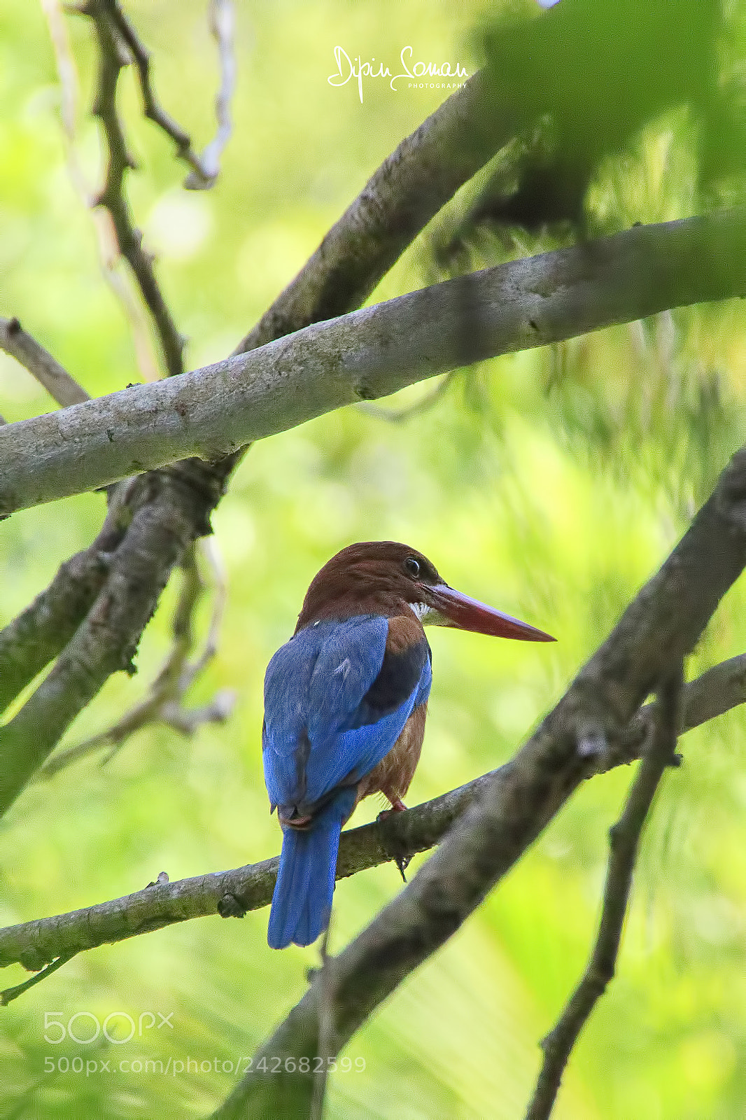 Canon EOS 50D sample photo. Kingfisher photography