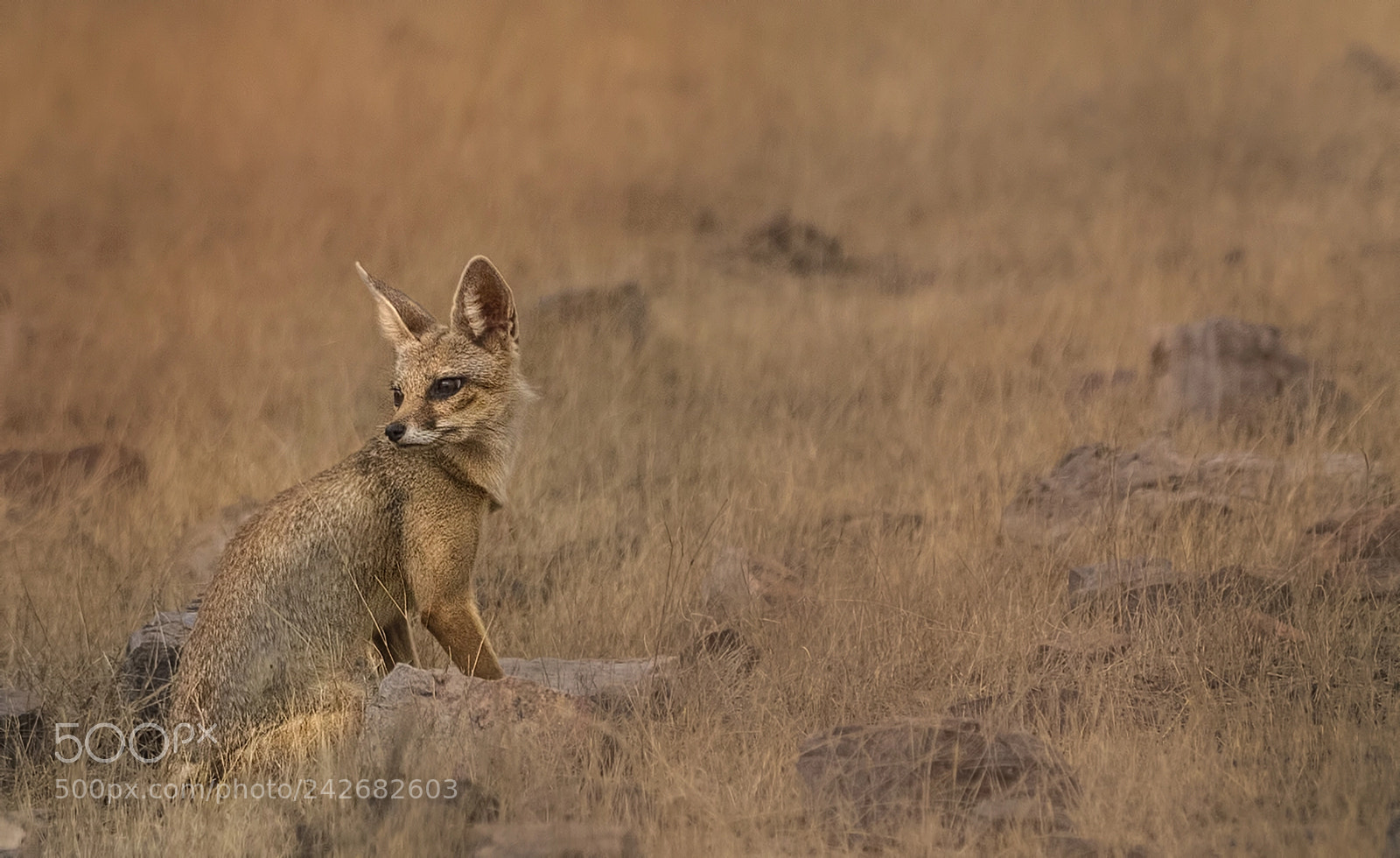 Nikon D500 sample photo. Indian fox photography