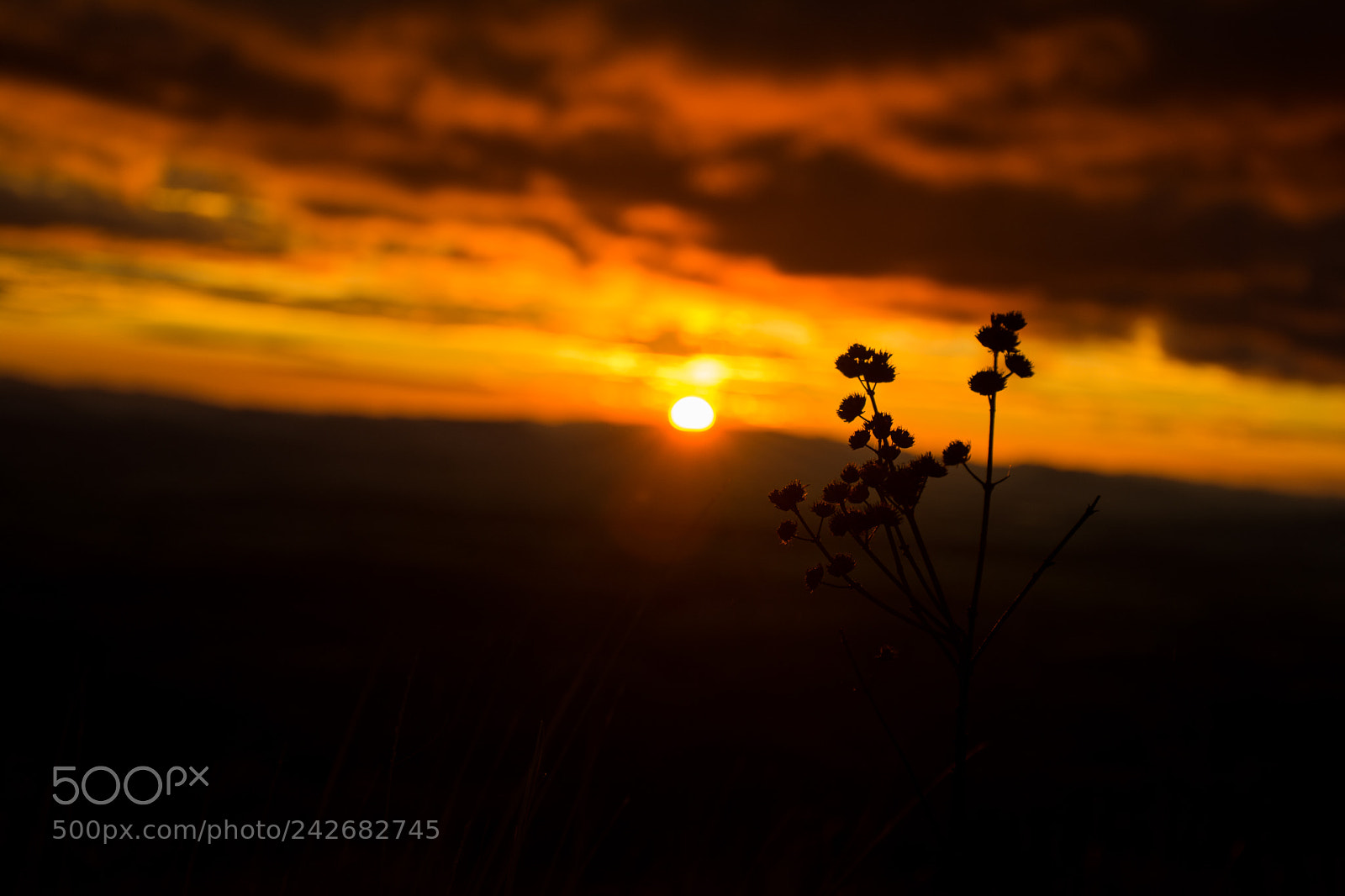 Nikon D7100 sample photo. Sunset close up photography
