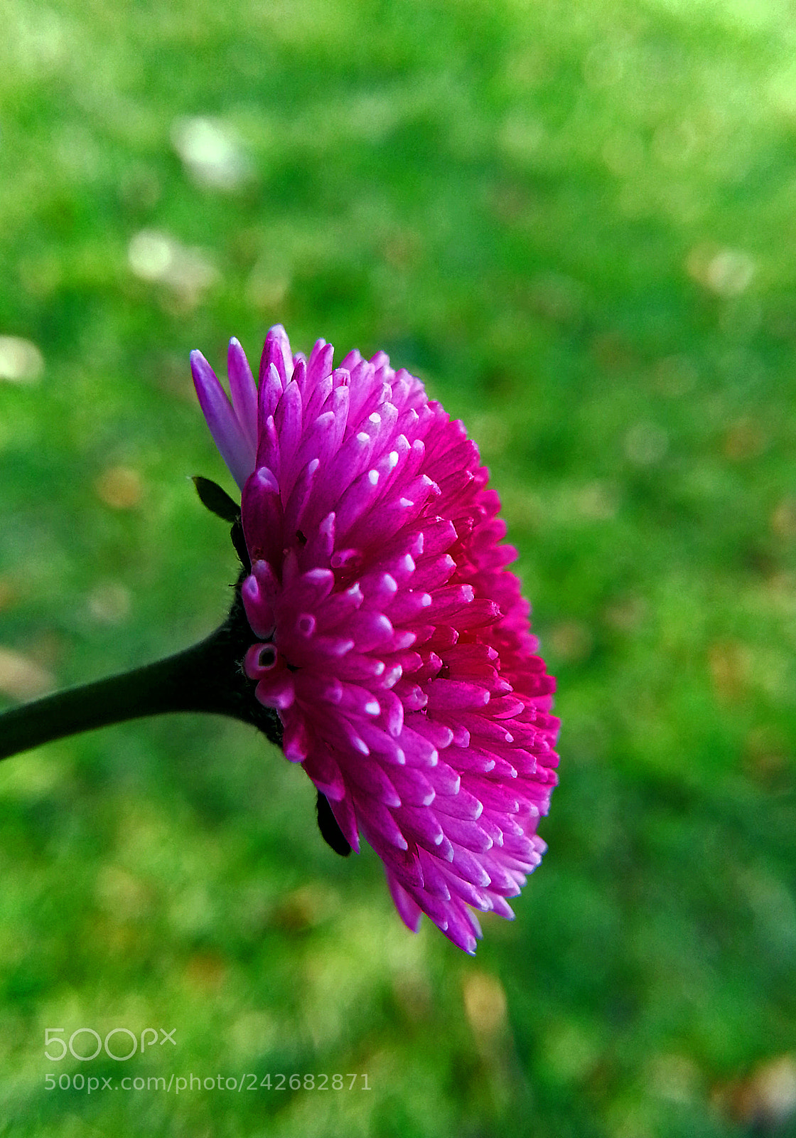 Samsung Galaxy Note2 sample photo. Flower photography